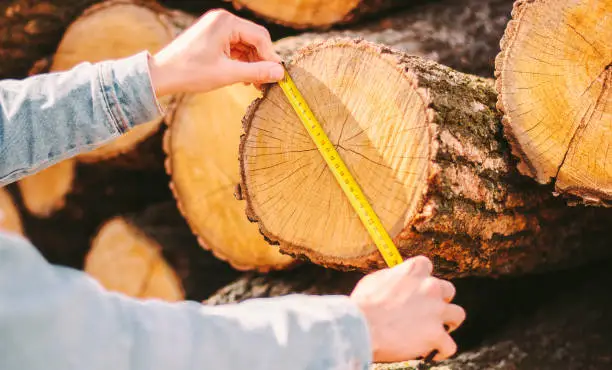 Photo of Forester warehouse manager measuring size of cut tree logs