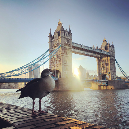A single gull perched on a granite stone surface having Tower Bridge behind in Southwark, UK