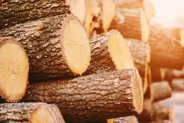 Photo of Fresh cut tree logs processing at wood production factory