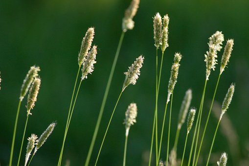 Seed heads of a common grass Phleum pratense, known as Timothy grass / Timothy-grass. Close up with backlighting.