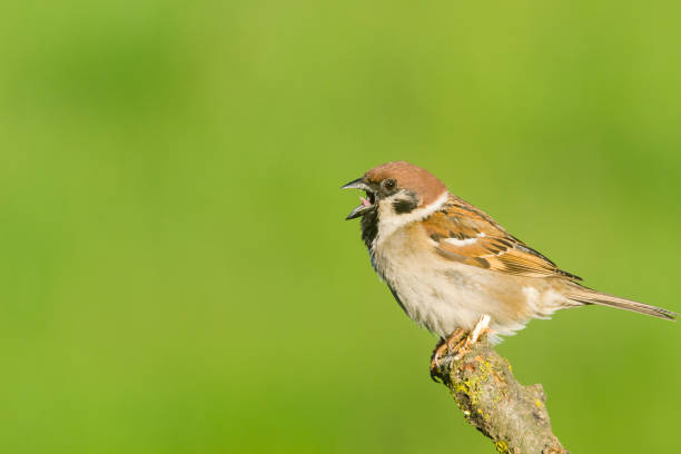 istock House Sparrow (Passer domesticus) and  green background 1222549622