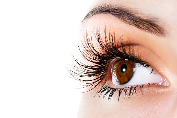 Woman eye Woman brown eye with extremely long eyelashes eyelash photos stock pictures, royalty-free photos & images