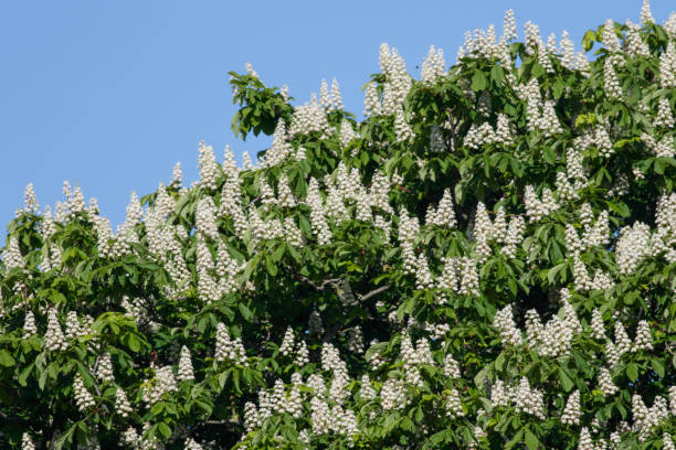 Distant view of white horse chestnut flowers (Aesculus hippocastanum) in May, with fresh green leaves newly grown this spring. Space for text at right hand side.