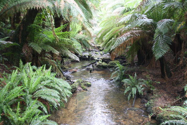 istock Foliage on a trek off the Great Ocean ROad, Australia 1222550967