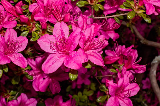 une azalée en gros plan. (rhododendron) - azalea magenta flower red photos et images de collection