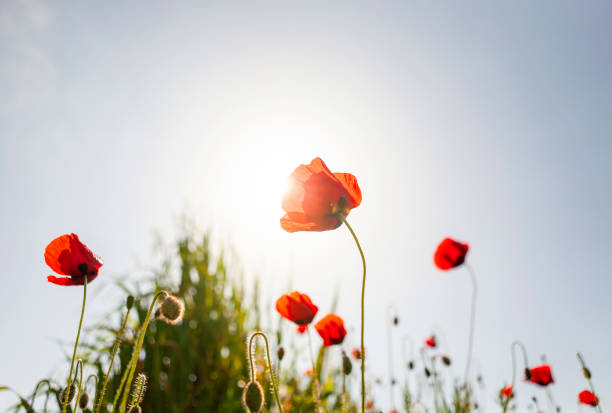 istock Poppy field on sunny summer day 1222553692