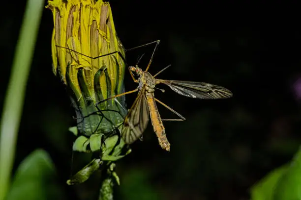 Photo of A mosquito sits on a dandelion. (Tipulidae - Diptera)