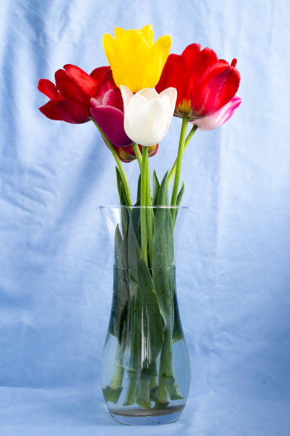 istock tulips of different colors in a transparent vase on a light background 1222553907