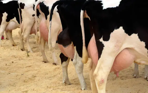 Udder of cows on a farm in a stall