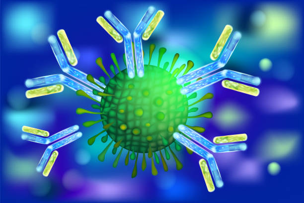 ilustraciones, imágenes clip art, dibujos animados e iconos de stock de anticuerpos que atacan al virus. respuestas inmunitarias a virus - antibody human immune system antigen microbiology