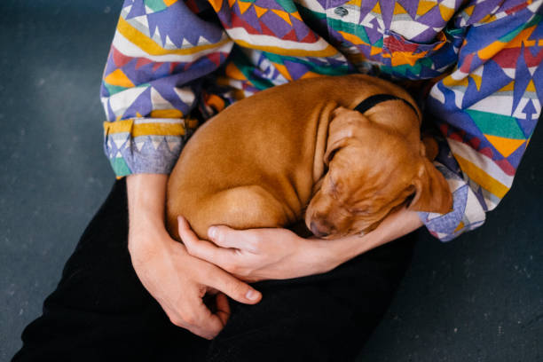istock Cute small puppy sleeping on owners lap 1222556929