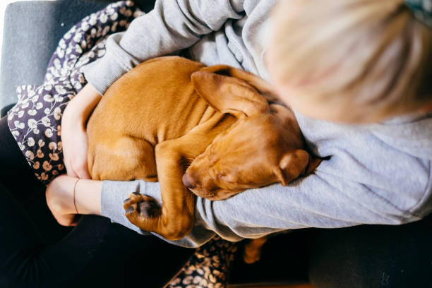 istock Puppy snuggling with his owner 1222556936