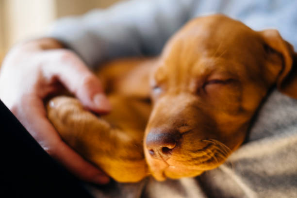 istock Puppy sleeping on owners lap. Focus on snout. 1222556937