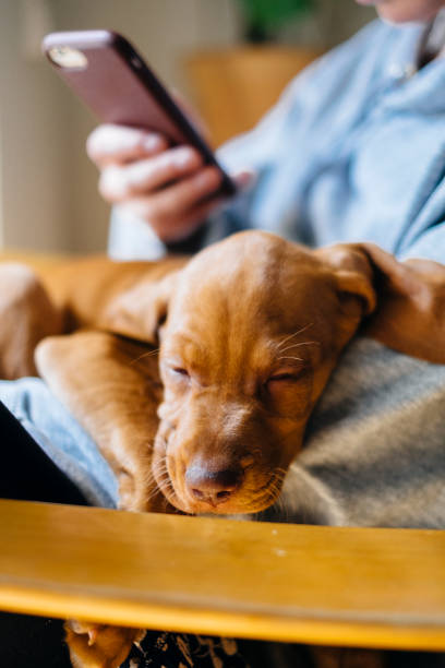 istock Puppy sleeping on owners lap while she is looking at her phone 1222556942