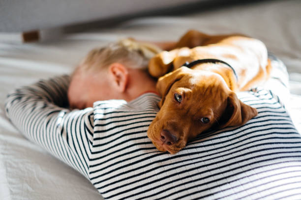 istock Beautiful puppy resting on his owner, looking at the camera 1222556950