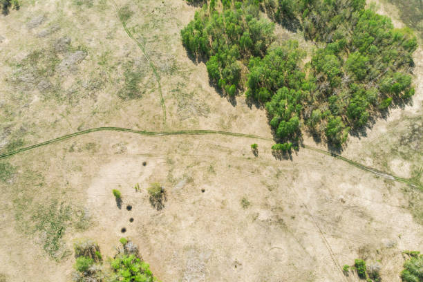 istock birch forests and wheat fields taken from a drone on a bright sunny day 1222557022