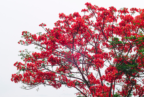 Beautiful Monkey Flower Tree or Fire of Pakistan in Thailand isolate on white background.