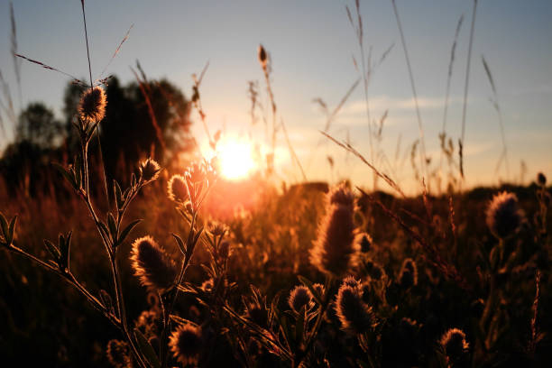 istock Silhouettes of field ears against setting sun 1222558318
