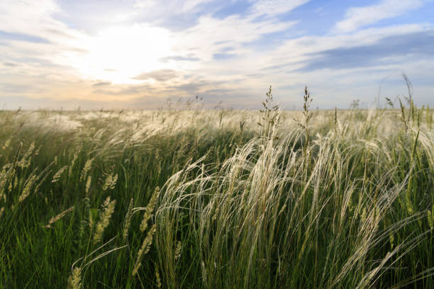 Green juicy grass on a wild field on a background of a beautiful sunset stock photo