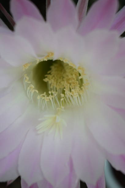istock blooming queen of the night cactus 1222559306