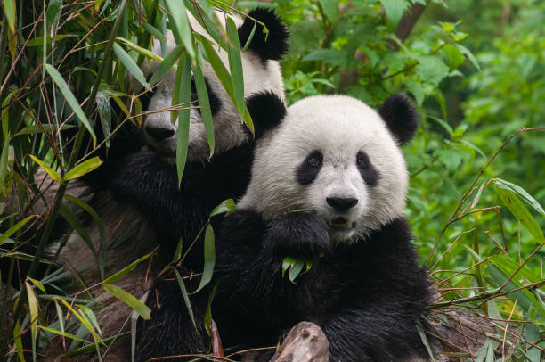 istock Two giant panda bears eating bamboo together 1222559583