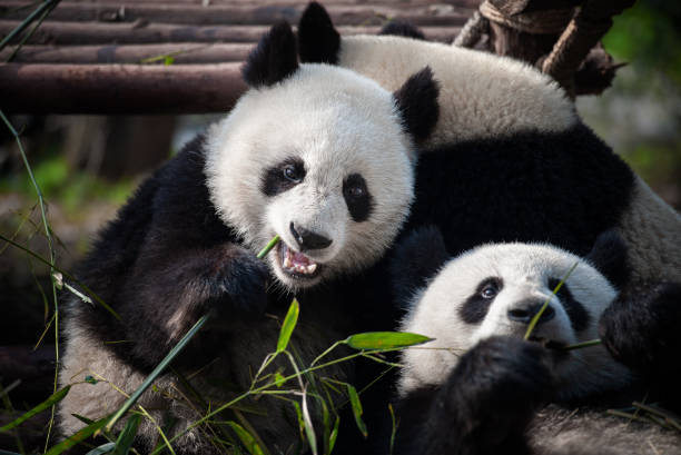istock Two giant panda bears eating bamboo together 1222559656