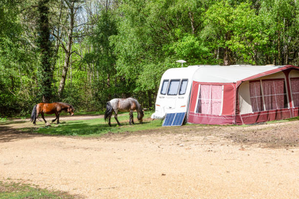 Wild New Forest Ponies by Caravan at New Forest Caravan Park and Campsite Typical, tranquil scene of two wild New Forest Ponies, grazing by a caravan in the New Forest National Park during Springtime new forest photos stock pictures, royalty-free photos & images