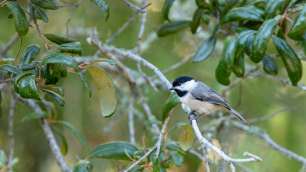 a lone carolina chickadee perches on a slender twig of a live oak tree - photography carolina chickadee bird animals in the wild imagens e fotografias de stock