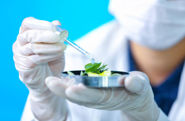 istock Biochemistry specialist experiment on Natural organic botany and scientific glassware, Alternative herb medicine, Natural skin care beauty products, Research and development concept. 1222560656