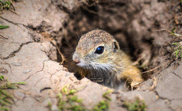 istock European ground squirrel on green meadow 1222560753
