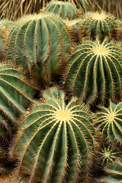 istock Collection of Golden Ball Cacti 1222560875