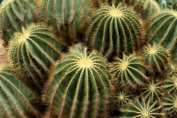 istock Collection of Golden Ball Cacti 1222561016