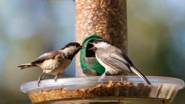 A Carolina Chickadee parent feeds it young pummeled seeds at a backyard birdfeeder