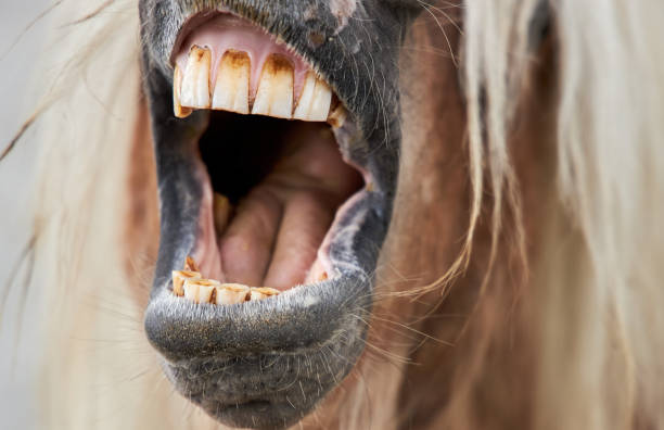 Brown horse opened its mouth depicting a singing song, close-up stock photo