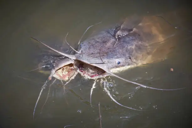 Two large catfish with open mouths stuck their heads out of the water waiting for feeding
