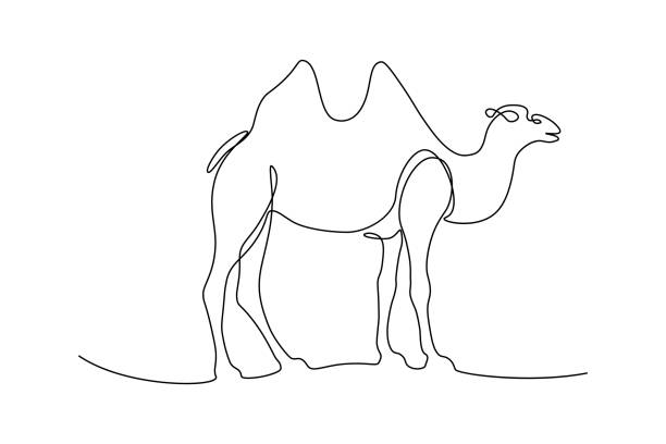 wielbłąd zwierząt - pack animal stock illustrations