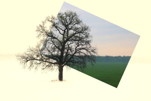 istock Abstract collage with mixed different sides of tree with changing seasons from winter with snow to spring 1222562119