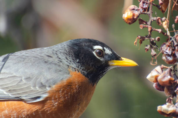 istock American Robin in the backyard in the springtime in Winnipeg, Manitoba 1222562338