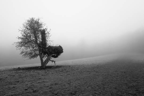 Solitary tree on a misty morning stock photo