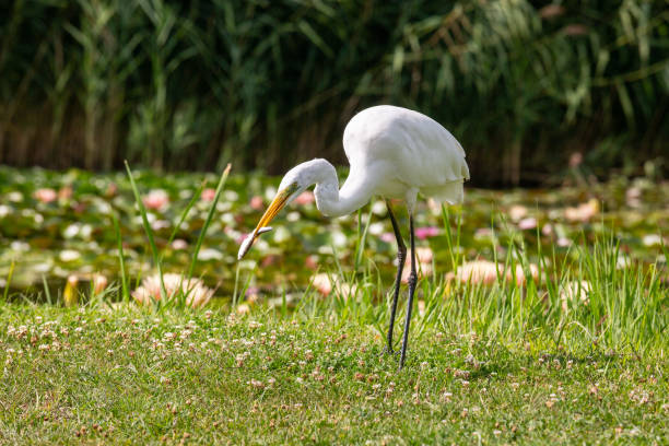 istock Great Egret (Ardea alba) looks for food 1222563022