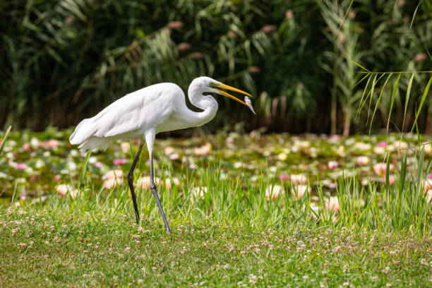 istock Great Egret (Ardea alba) looks for food 1222563125