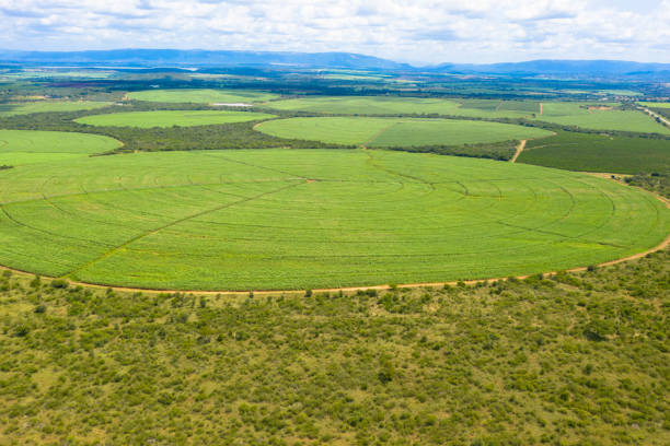 sugar cane farm. sugar cane fields view from the sky. - swaziland imagens e fotografias de stock