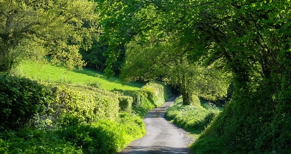 A winding single track lane in the heart of the Devon countryside.