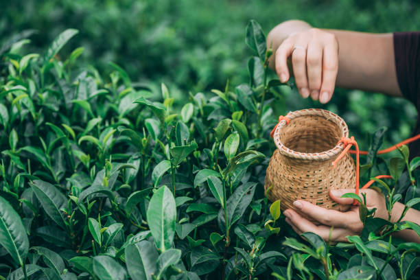 selektiver fokusschuss einer frau, die teeblätter sammelt - tea crop picking agriculture women stock-fotos und bilder