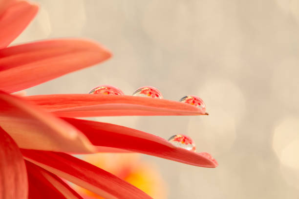 istock Flowers in drops of water 1222564642