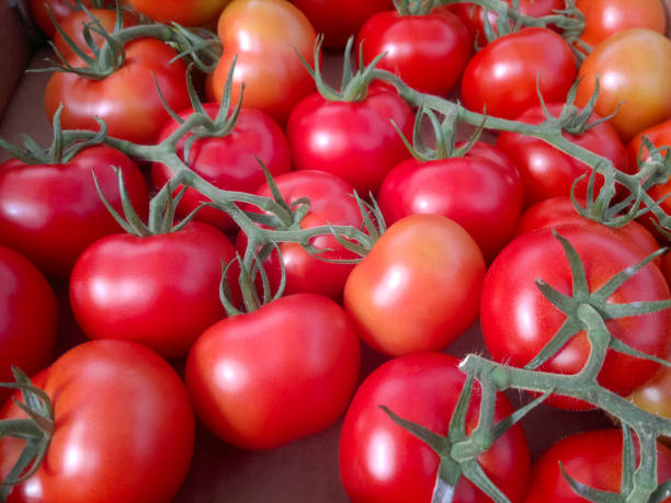 istock Background of group red tomatoes. Ripe natural branch tomatoes. 1222566253