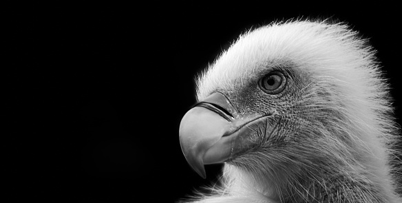 Portrait of eagle, White-tailed (Haliaeetus albicilla)