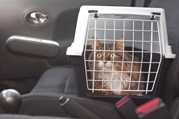 chat mignon de poil long dans un porteur d’animal familier se tient sur le siège passager dans une voiture. - panier de voyage photos et images de collection