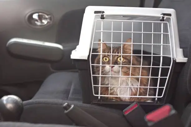 Photo of Cute longhair cat in a pet carrier stands on the passenger seat in a car.