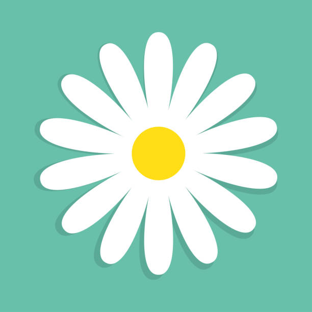 554 Single Daisy Flower Cartoon Illustrations & Clip Art - iStock 554 Single Daisy Flower Cartoon Illustrations & Clip Art - iStock